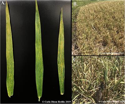 Full Genome Evolutionary Studies of Wheat Streak Mosaic-Associated Viruses Using High-Throughput Sequencing